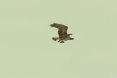 Balbuzard pêcheur