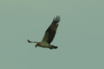 Balbuzard pêcheur