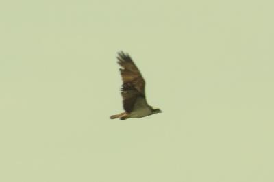 Balbuzard pêcheur