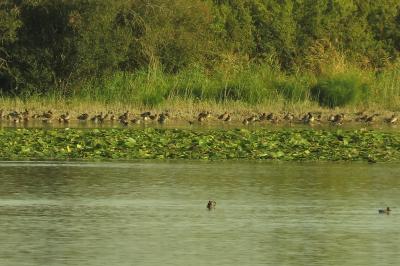 Canard colvert