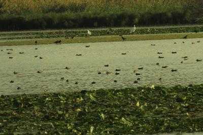Grande Aigrette
