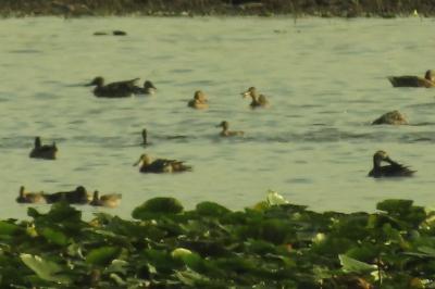 Canard souchet