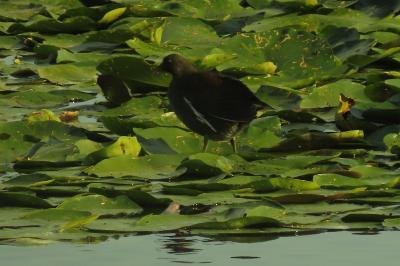 Poule-d'eau
