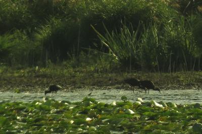 Ibis falcinelle
