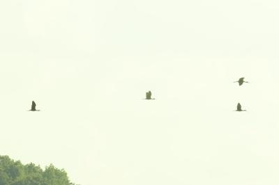 Ibis falcinelle