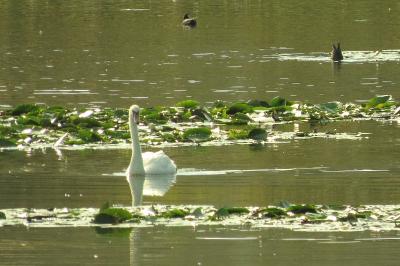 Cygne tuberculé