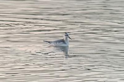 Phalarope à bec large