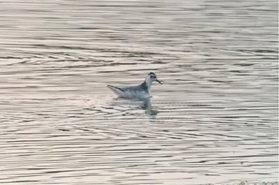 Phalarope à bec large