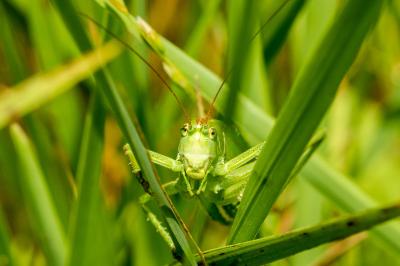 Tettigonia viridissima