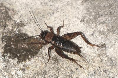 Nemobius sylvestris