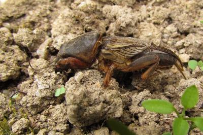 Gryllotalpa gryllotalpa