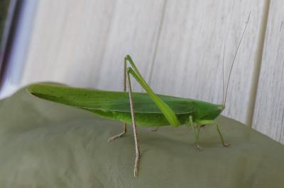 Ruspolia nitidula nitidula