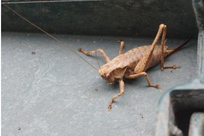 Pholidoptera griseoaptera