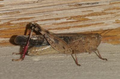 OEdipode automnale