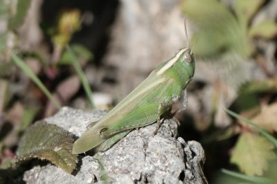 Oedipode émeraudine