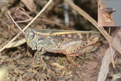 Caloptène italien