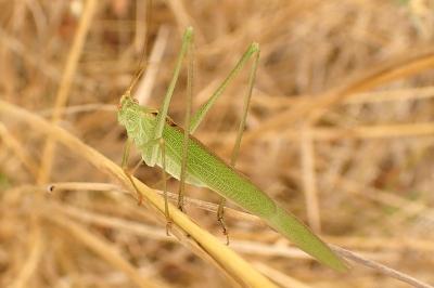 Phanéroptère méridional