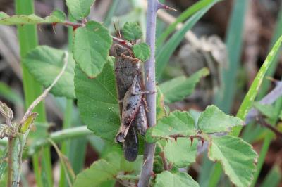 OEdipode automnale