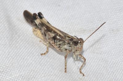Oedipode émeraudine
