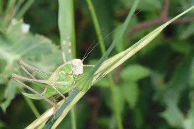 Decticelle bicolore