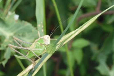 Decticelle bicolore