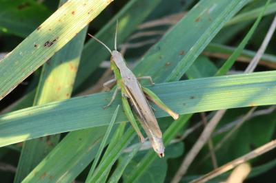 <i>Chorthippus</i>