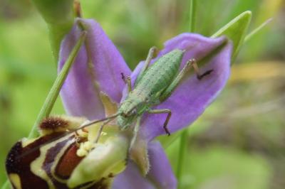 <i>Ephippiger</i>