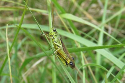 Stethophyma grossum