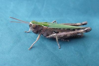 Omocestus rufipes