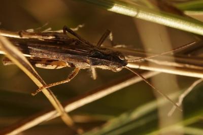 Omocestus rufipes
