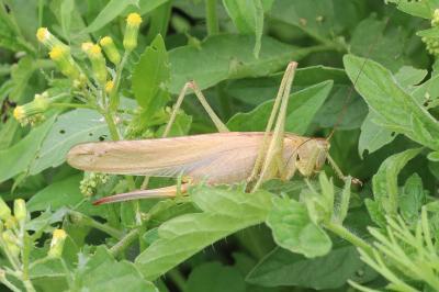 Tettigonia viridissima