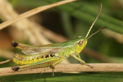 Pseudochorthippus parallelus