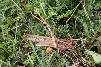 <i>Locusta</i>