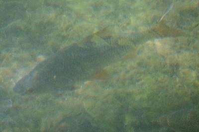 Rutilus rutilus