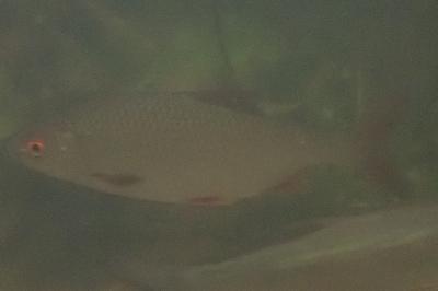 Rutilus rutilus