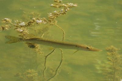 Brochet