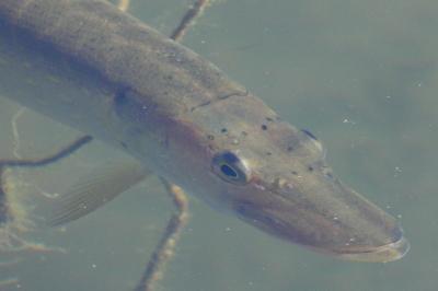 Brochet
