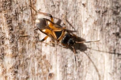 Raglius alboacuminatus