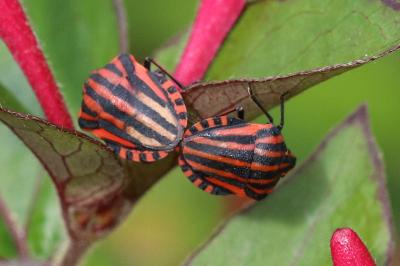 Graphosoma italicum
