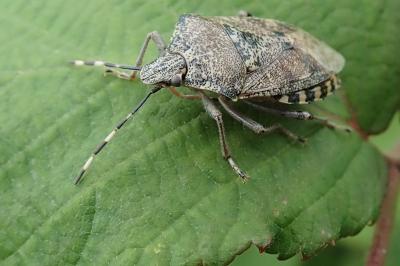 Rhaphigaster nebulosa
