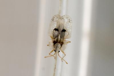 Corythucha ciliata