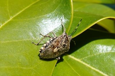 Rhaphigaster nebulosa