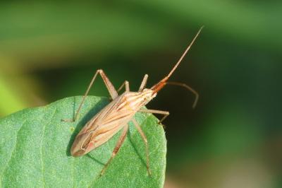 Miridius quadrivirgatus