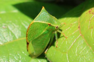 Stictocephala alta