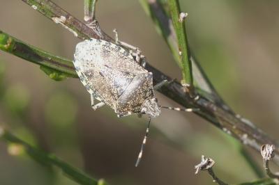 Rhaphigaster nebulosa