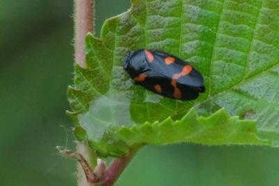 <i>Cercopis sanguinolenta</i>