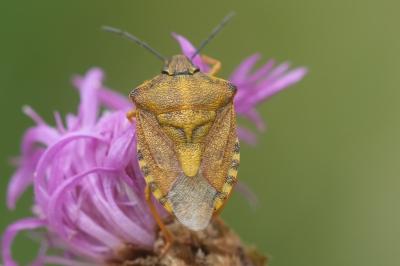 Carpocoris purpureipennis