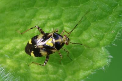 <i>Liocoris tripustulatus</i>