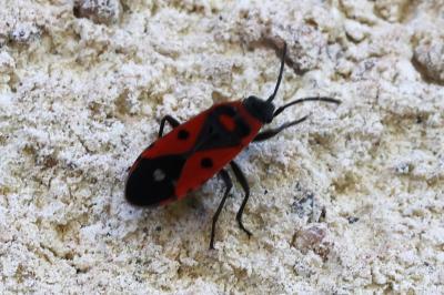 <i>Melanocoryphus albomaculatus</i>