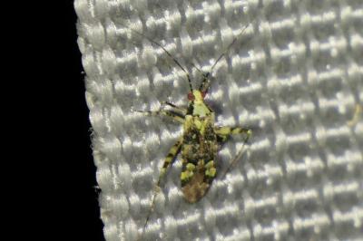 <i>Phytocoris tiliae</i>